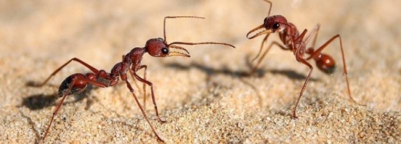 Formigas tm GPS sofisticado e podem andar para trs